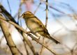Sparrow on a branch