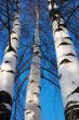 Three birches