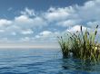 reed