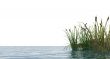 reed