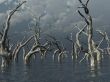 dead trees