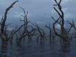 dead trees