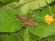 mating grass hoppers