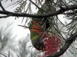 Rainbow Lorikeet