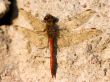 Red dragonfly