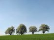 Four trees