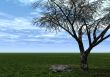 tree and stone