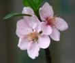 Peach tree flowers