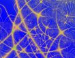 Spider web