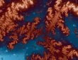 Forest Fire