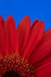 Red daisy flower