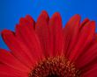 Red daisy flower