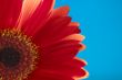Red flower