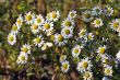 Camomile