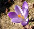 Violet crocus 2