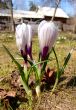 White crocus