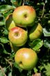 Apple (Malus domestica)