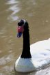 Black and White Swan