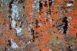 Lichens