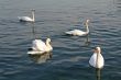 Swans swimming