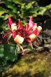 Honeysuckle (Lonicera)
