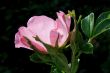 Japanese Rose (Rosa rugosa)