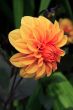 Dahlia (Asteraceae)
