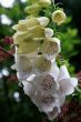 White Foxglove (Digitalis)