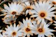 Osteospermum