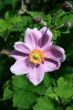  Chinese Anemone (Anemone hupehensis)