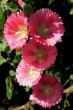 Hollyhock (Alcea)