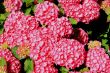 Pink Hydrangea