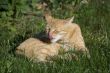 Orange cat