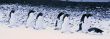 Adelie penguins waddling