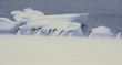 Snowstorm, large group of Adelie penguins