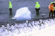 Marching Gentoo penguins
