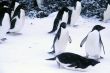 Adelie penguins, walking and sliding