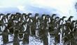 Adelie penguins, crowding the shoreline