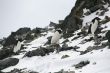Three Adelie penguins climbing