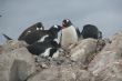 Gentoo penguin rookery