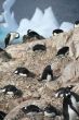 Gentoo penguins, nesting