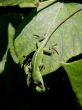 Anole on leaf