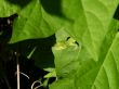 Anole on and under leaf