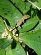 Anole on leaf