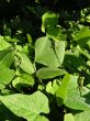 Anoles on leaves