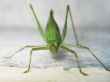 Locust