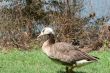 Speckled Duck