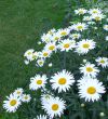 Field of Daisies