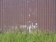 Weeds Grow in Front of Brown Wall