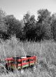 Forgotten Red Wagon on Black and White